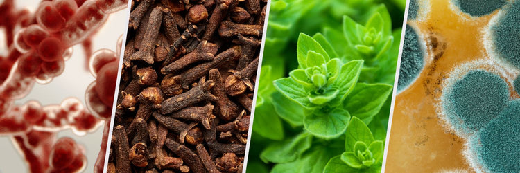 Mold, Fungus, Yeast, Candida